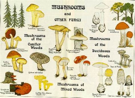 Types Of Fungi Species