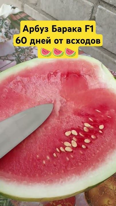 Арбуз Барака F1 Богар, 60 дней после всходов 🍉 Ещё дней 5 и полная ...