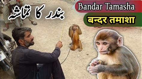 Bandar Tamasha Bandar Tamasha Wala Monkey Khel Funny Monkey