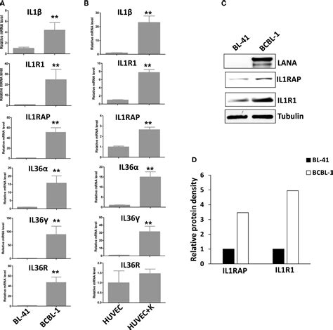 Frontiers Activation Of Il Signaling Molecules By Kaposis Sarcoma