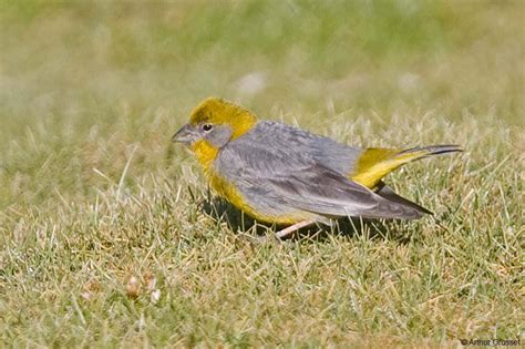 Bright-rumped Yellow-finch Sicalis uropygialis