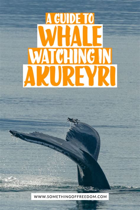 The Ultimate Guide To Whale Watching In Akureyri Iceland