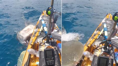 Fisherman Luckily Escapes As Shark Attacks His Kayak Watch Trending