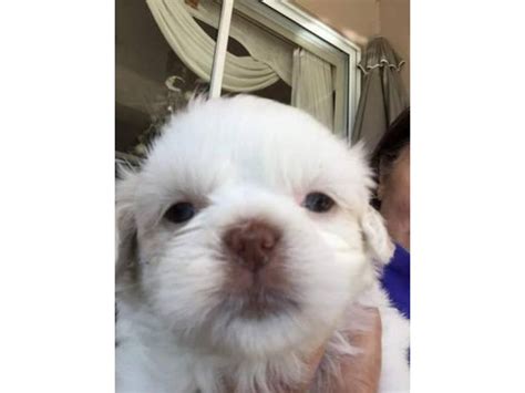 Purebred Shih tzu puppies for sale Ocala - Puppies for Sale Near Me