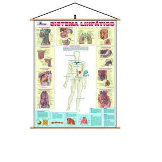 Mapa Sistema Linfático Banner Laminado Gigante 120x90cm Atual