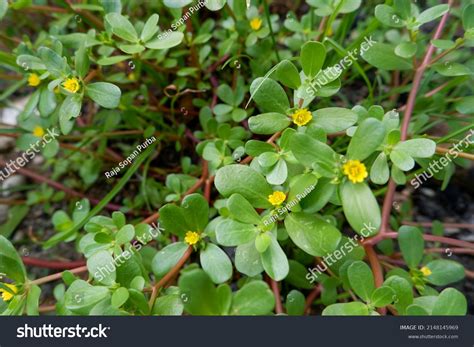 Common Purslane Seed