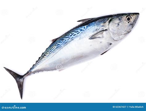 Raw Fish Bonito Isolated On White Stock Image Image Of