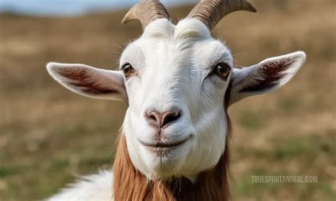 Kiko Goat Symbolism And Meaning Your Spirit Animal