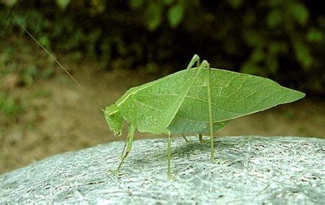 Cicada Locust Or Katydid Wildwater Rafting And Zipline Canopy Tours