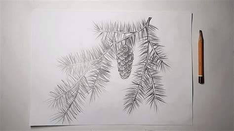 Еловая ветка простым карандашом. Как нарисовать ветку ели с шишкой ...