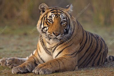 Bengal tiger female - Stock Image - F023/3183 - Science Photo Library