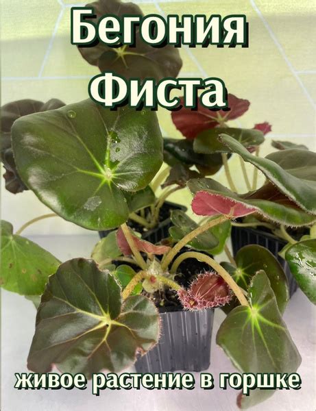 Комнатные растения Бегония Фиста, растение в горшке, 1 шт - купить по ...