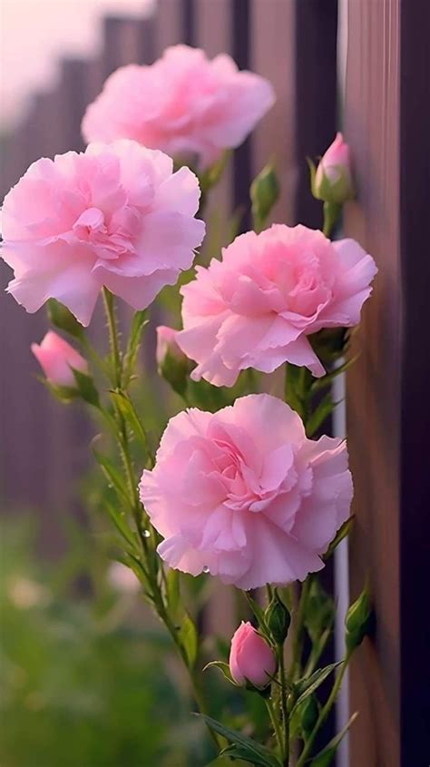 На лепестках изысканных соцветий, - Людмила Нарыжная | OK.RU | Flower ...