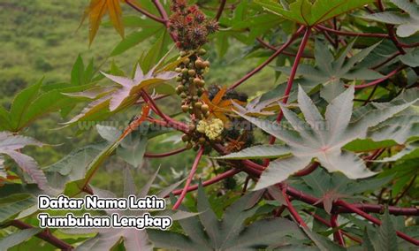 Detail Contoh Tanaman Palawija Beserta Nama Latinnya Koleksi Nomer