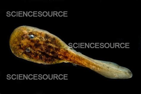 Photograph | Pelado Mountains False Toad Tadpole | Science Source Images