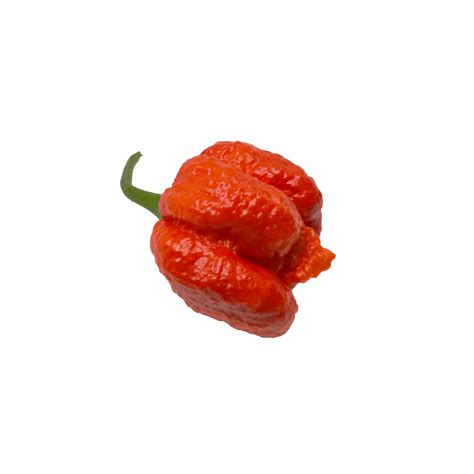 Come e quando piantare i semi di peperoncino? Guida per principianti