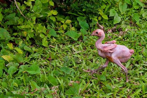 Backyard Pen Bald Chicken The Naked Weird Chicken