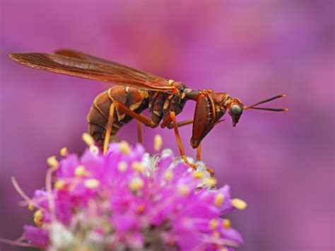 Behind The Winning Shots Brown Mantidfly Entomological Society Of Canada