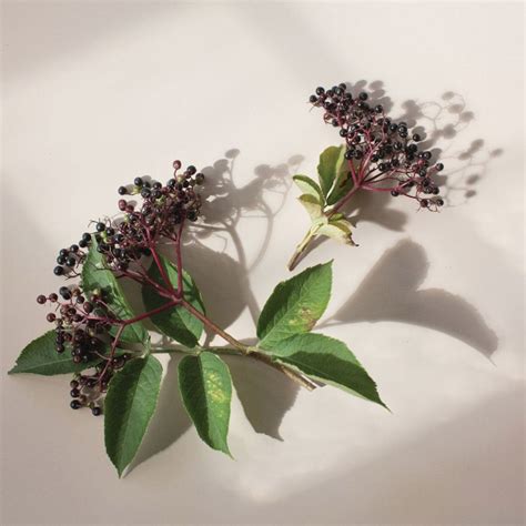 Top superfoods for boosting immune health