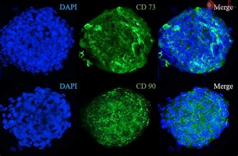 Ready To Use 3d Human Mesenchymal Stem Cell Spheroids