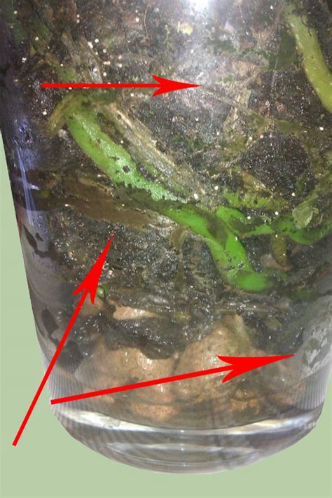 Горшки для орхидей