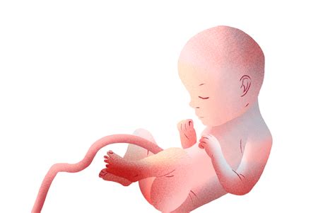 Что происходит в третьем триместре беременности — Лайфхакер