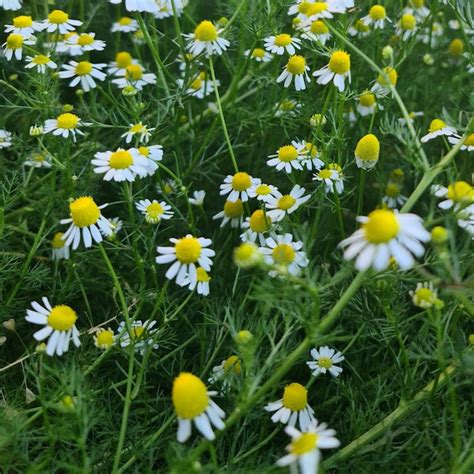 Un Grupo De Flores Blancas Y Amarillas Foto Premium