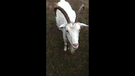Коза - YouTube