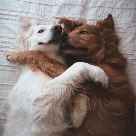 Fluffy Cuddles
