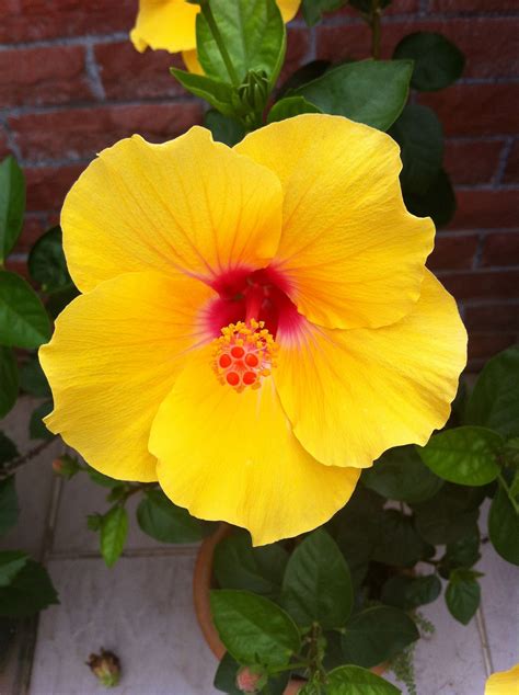 Rose of Sharon bush in yellow | Hibiscus plant, Beautiful flowers, Rose