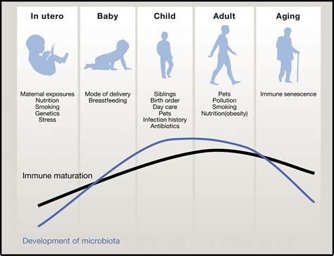 Lung Homeostasis: Influence of Age, Microbes, and the Immune System