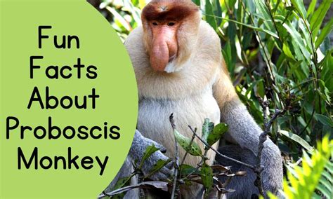 proboscis monkey fun facts  truths  natures goofiest primate