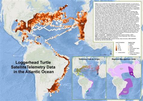 sea turtle nesting  migration maps  state   worlds sea