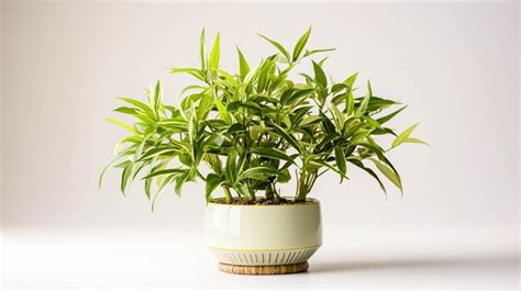 Premium AI Image | Bamboo plant on a pot on white background