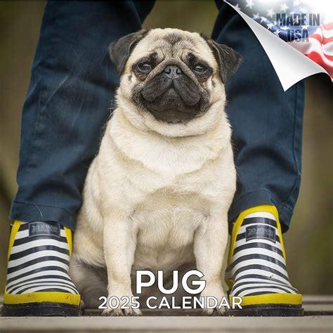 Pug Calendar Liuka Prissie