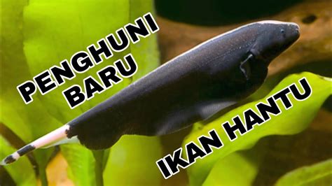 Ikan Black Ghost Si Ikan Hias Air Tawar Unik Masuk Ke Dalam Aquascape