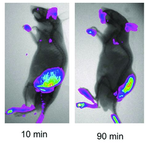 Infrared Fluorescent Imaging Of The Lewis Lung Tumor Bearing Mice After