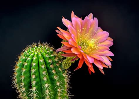 15 Beautiful Pictures of Cactus Flowers - Birds and Blooms