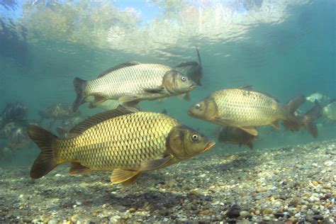 Is It Time To Unleash Carp Herpes Australian Geographic