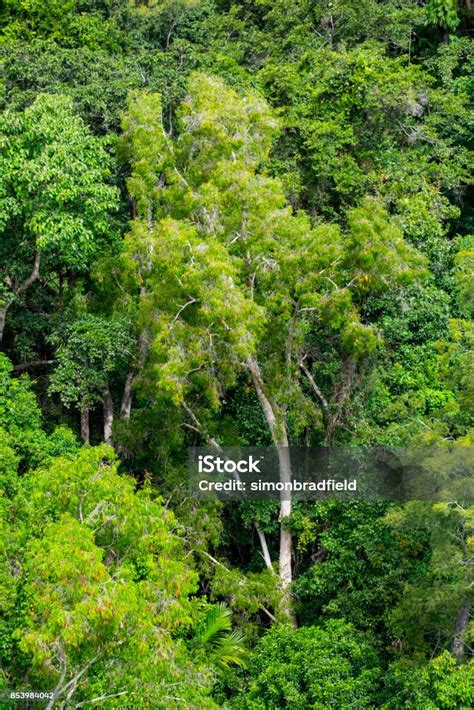 Canopy Layer Tropical Rainforest Queensland Australia Stock Photo