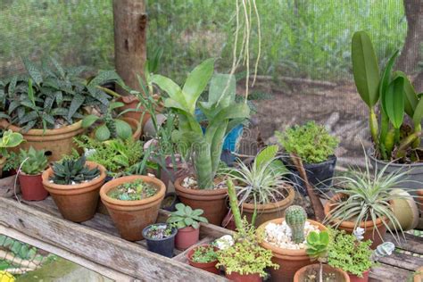 Pequeno Jardim Dentro De Uma Estufa Cheia De Plantas De Cacto E