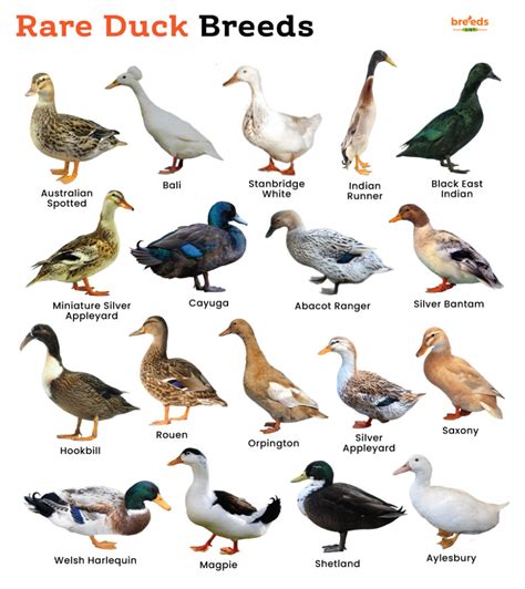 List of Rare Duck Breeds With Pictures