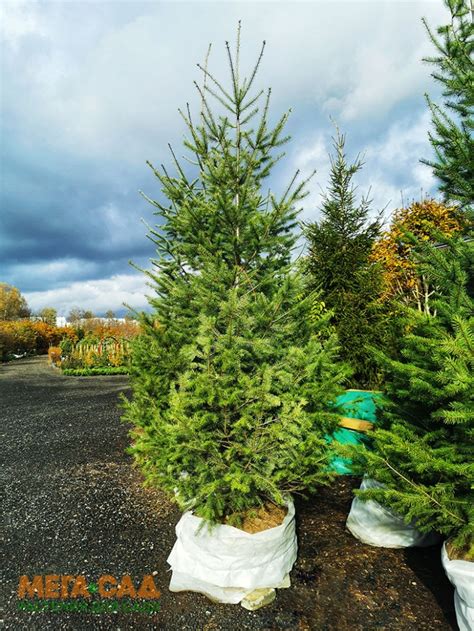 Псевдотсуга Мензиса саженцы купить в СЦ "Мега-сад"