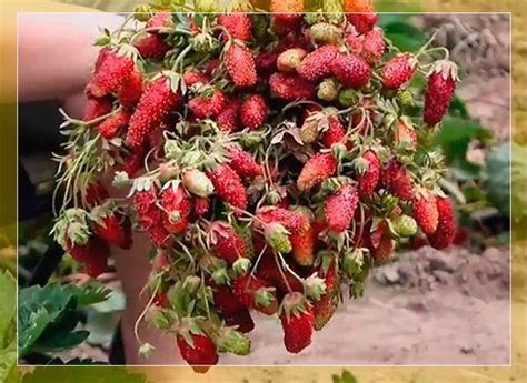 Земклуника Купчиха: описание сорта, выращивание и уход