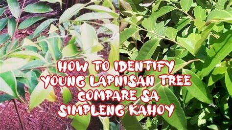 LAPNISAN TREE How To Identify Compare Sa Simpleng Kahoy #agarwoodtree # ...