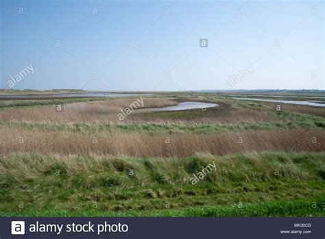Salt Marsh At The North Sea Hi Res Stock Photography And Images Alamy