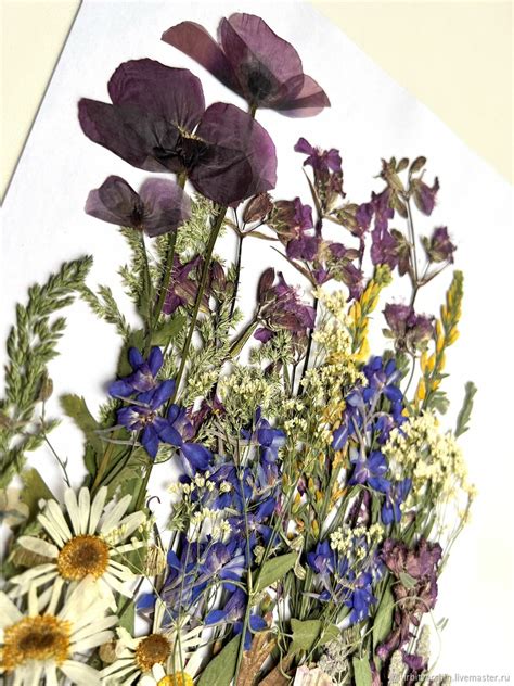 Сухоцветы гербарий картинка ботаника набор материала 7-11 – купить на ...