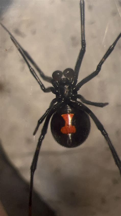 Help with my Black Widow : r/spiders