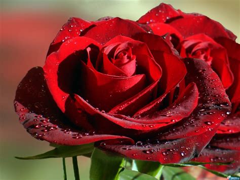 🔥 [50+] Big Rose Wallpapers | WallpaperSafari