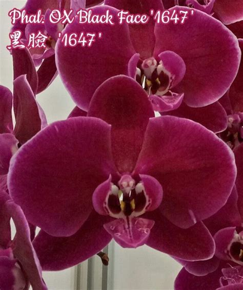 Phal. OX Black Face '1647' (Орхідея, Підлітки фаленопсисів (роздрібні ...
